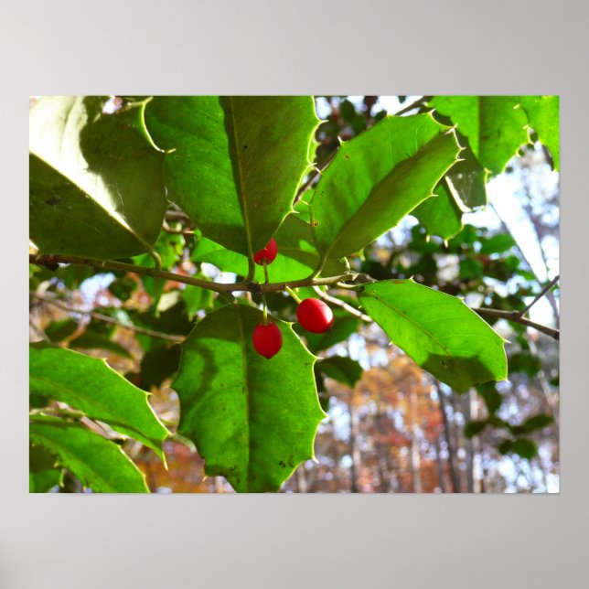 Holly Blätter II Holiday Nature Botanical Poster (Vorne)