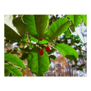 Holly Blätter II Holiday Nature Botanical Poster