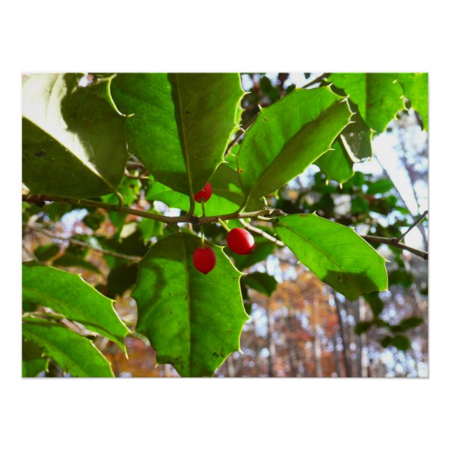 Holly Blätter II Holiday Nature Botanical Poster (Vorderseite)