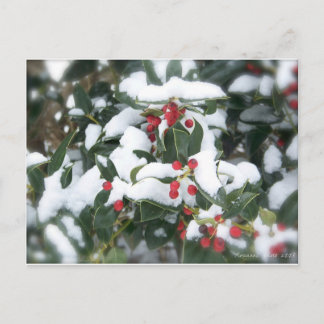 Holly Bush 2007 Postcard Postkarte