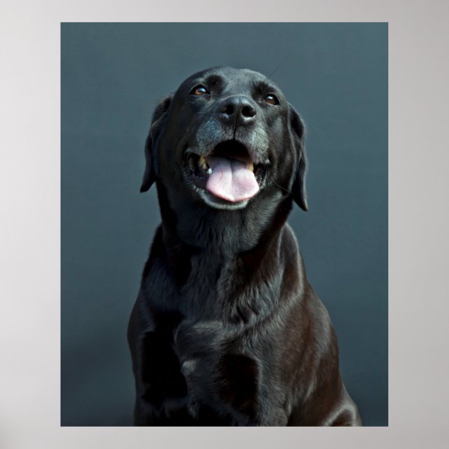 Holly der schwarze Labrador Poster (Vorne)