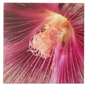 Holly Hock im Abend Sun Fliese