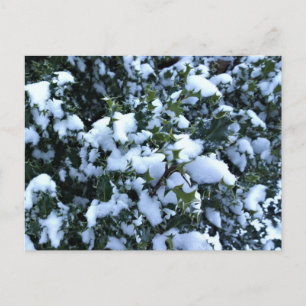 Holly mit Schnee Postkarte