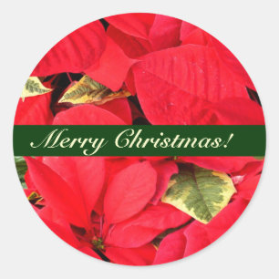 Holly Point Poinsettias Christmas Floral Runder Aufkleber