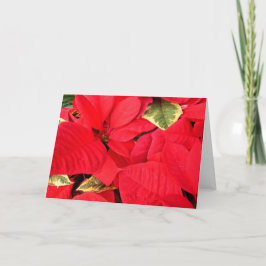 Holly Point Poinsettias Holiday Floral Feiertagskarte