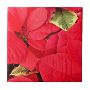 Holly Point Poinsettias Holiday Floral Fliese