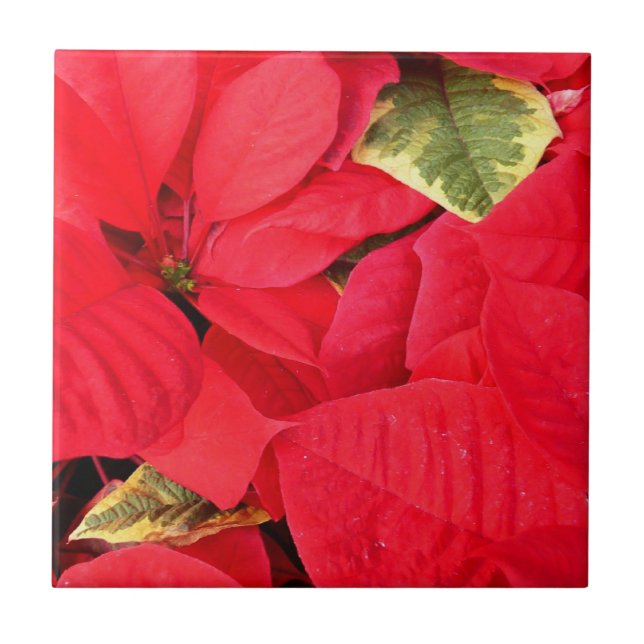 Holly Point Poinsettias Holiday Floral Fliese (Vorderseite)
