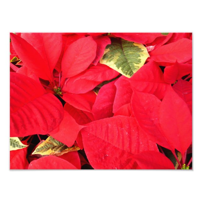 Holly Point Poinsettias Holiday Floral Fotodruck (Vorne)