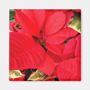 Holly Point Poinsettias Holiday Floral Magnet