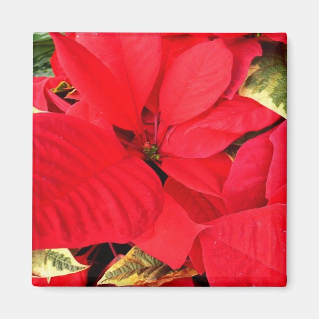 Holly Point Poinsettias Holiday Floral Magnet (Vorne)