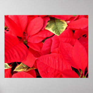 Holly Point Poinsettias Holiday Floral Poster