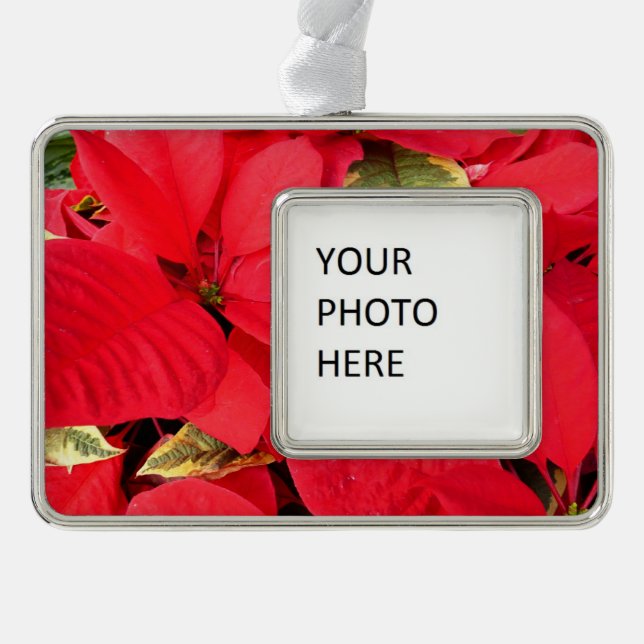 Holly Point Poinsettias Holiday Floral Rahmen-Ornament Silber (Vorderseite)