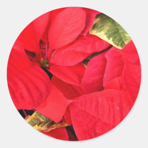 Holly Point Poinsettias Holiday Floral Runder Aufkleber