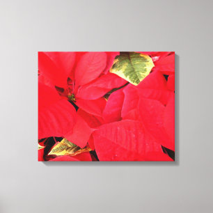 Holly Point Weihnachtssterne Holiday Floral Leinwanddruck
