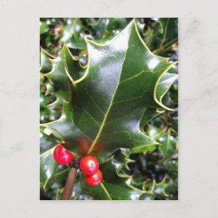 Holly Postcard Postkarte