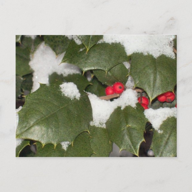 Holly Postcard Postkarte (Vorderseite)