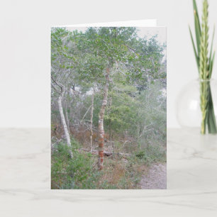 Holly Tree Note Card OBX Feiertagskarte