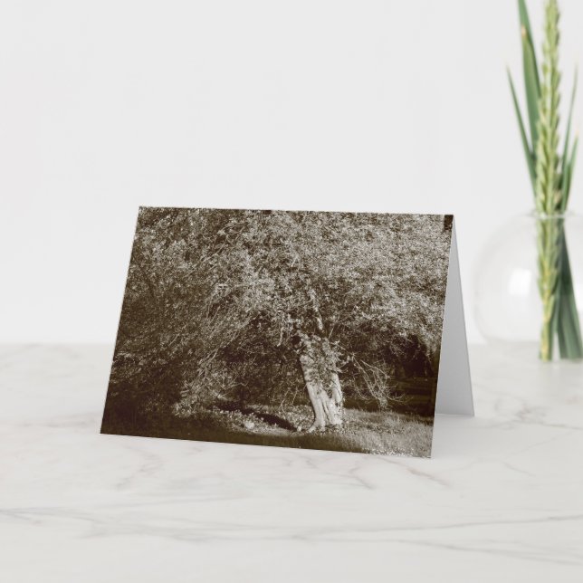Holly Tree - Sepia Karte (Vorderseite)