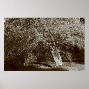 Holly Tree - Sepia Poster
