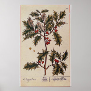 Holly von 'A Curious Herbal', 1782 Poster