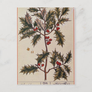 Holly von 'A Curious Herbal', 1782 Postkarte