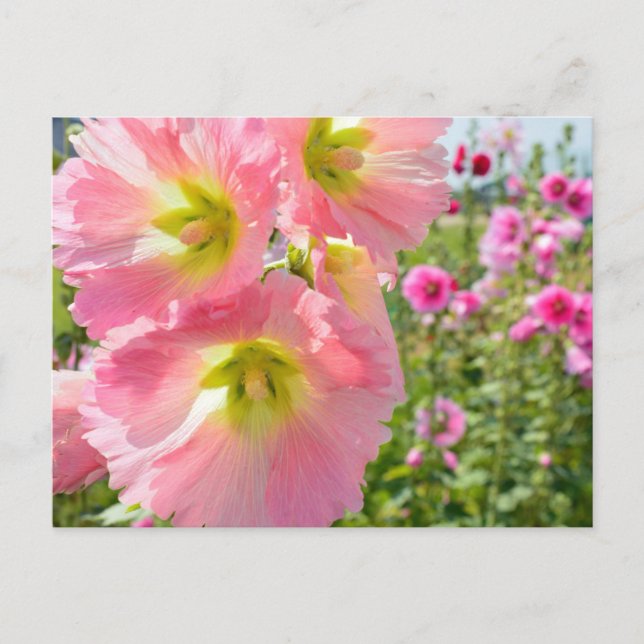 Hollyhock Blume Postcard Postkarte (Vorderseite)