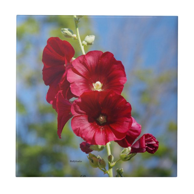 Hollyhock Fliese (Vorderseite)