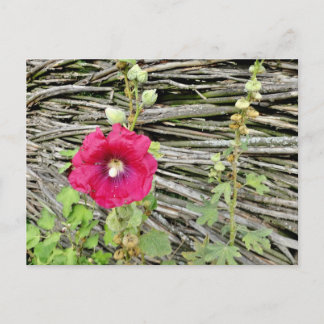 Hollyhock nach einem traditionellen ukrainischen Z Postkarte