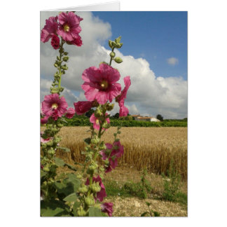 Hollyhocks