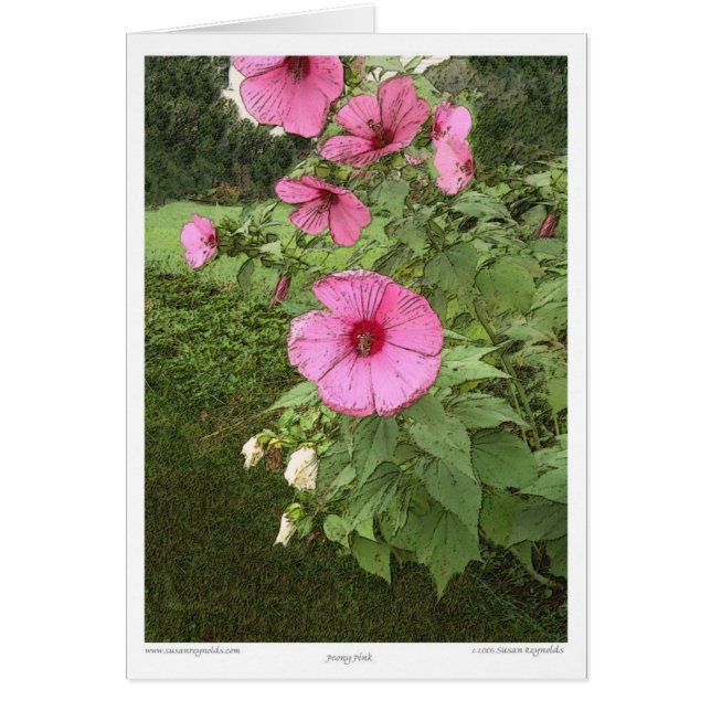 Hollyhocks (Vorne)