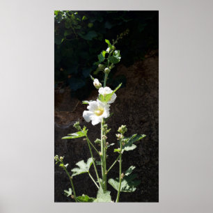 Hollyhocks Blume, Alcea Alba Poster