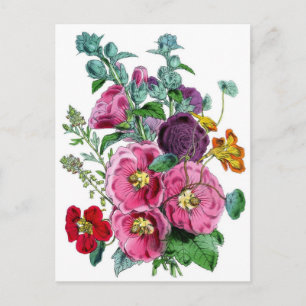 Hollyhocks Botanische Illustration Postkarte