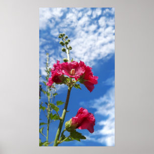 Hollyhocks flower , Alcea Rosea Poster