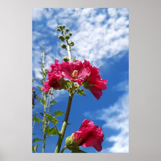 Hollyhocks flower , Alcea Rosea Poster (Vorne)