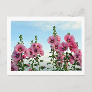 Hollyhocks: Japan Postcard Postkarte