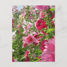 Hollyhocks: Japan Postcard Postkarte