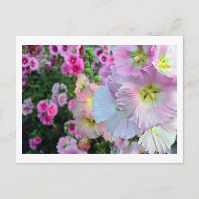 Hollyhocks: Japan Postkarte (Vorderseite)
