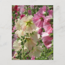 Hollyhocks: Japan Postkarte
