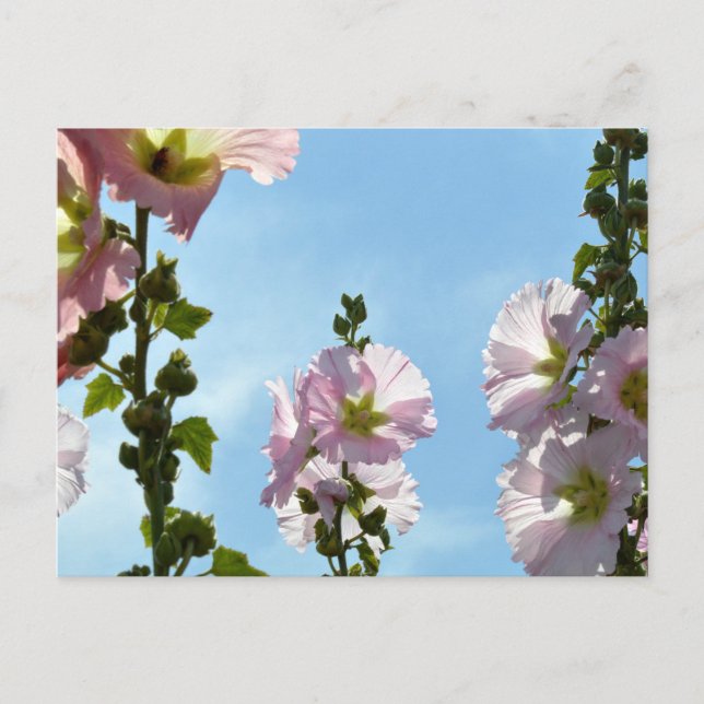 Hollyhocks: Japan Postkarte (Vorderseite)