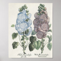 Hollyhocks