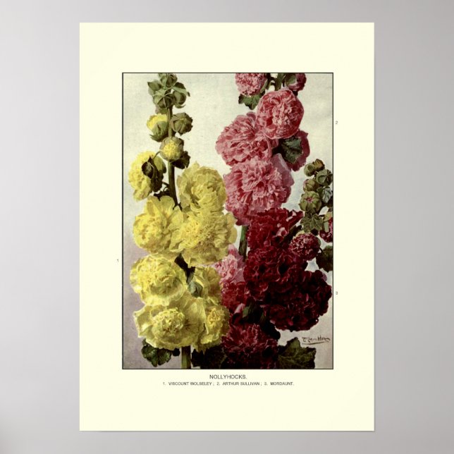 Hollyhocks Poster (Vorne)