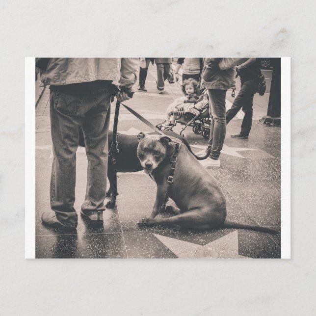 Hollywood Blvd Postkarte (Vorderseite)