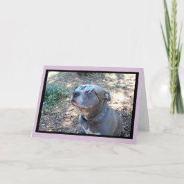 Hollywood Pitbull Valentine's Day Card Feiertagskarte