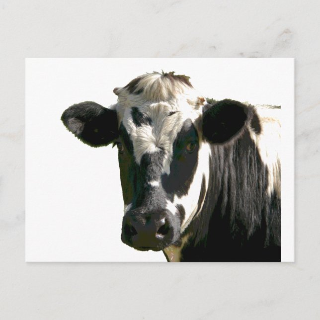 Holstein Cow Farm Animal Dairy Black & White Postkarte (Vorderseite)