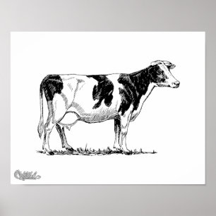 Holstein Cow Poster