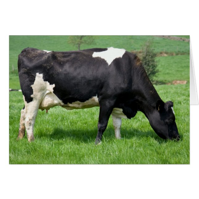 Holstein Cow Weideblankkarte (Vorderseite (Horizontal))