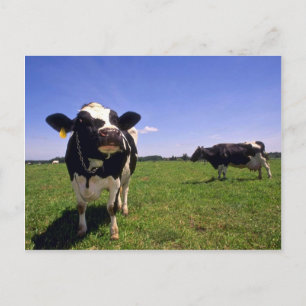 Holstein Dairy Cattle Postkarte
