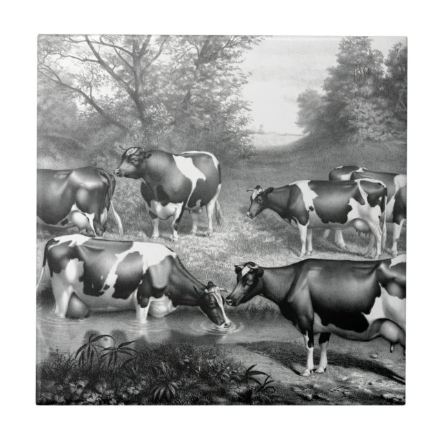 Holstein fresische Kühe fresische Kühe Fliese (Vorderseite)