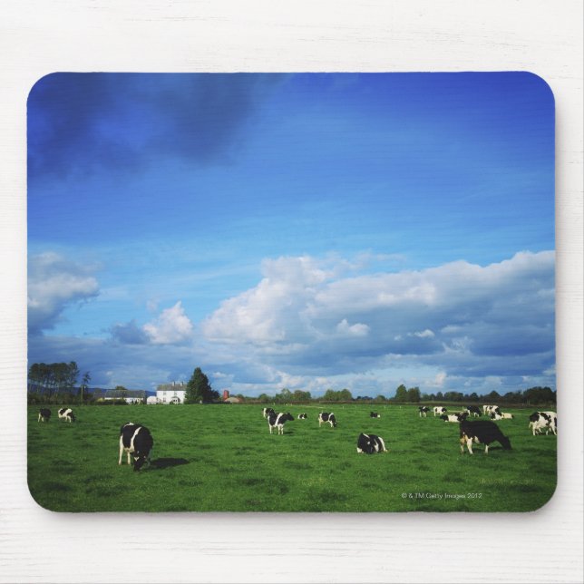 Holstein-Friesian Cattle near Thurles, Grafschaft Mousepad (Vorne)