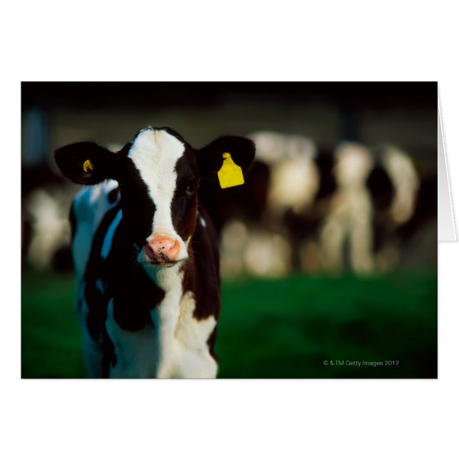 Holstein-Friesisches Kalb (Vorderseite (Horizontal))